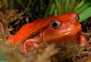 Tomato frog - Alchetron, The Free Social Encyclopedia