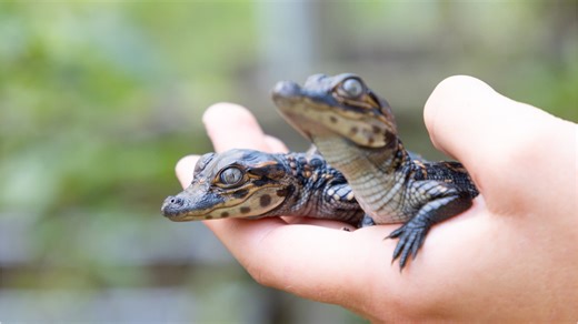 Two Baby Alligators Hatch At Australian Zoo