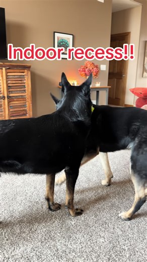 #gsd #gsdpuppy #gsdlife #gsdsoftiktok #dogmom