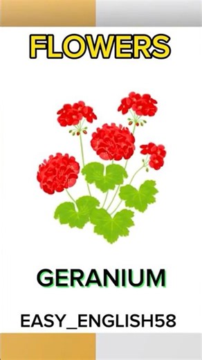 Flowers Vocabulary In English Part 4!