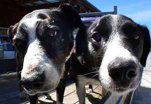 Dog Fun for Kids: Facts & Coloring Page Activities