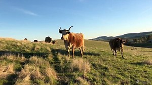 6M views · 792 reactions | Farm Sanctuary captured Curly the cow's final moments and his herd's incredible response. These emotionally intelligent, highly emotional animals deserve all of our respect. | Care2 | Facebook