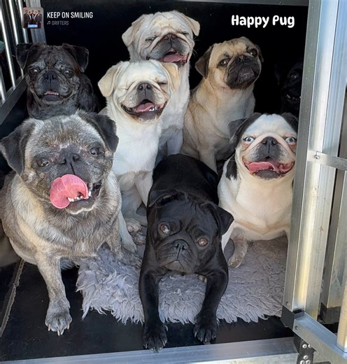 Keep on smiling 😁✌🏻. | Happy Pug - Happy Life