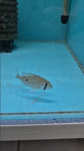 Cichlid - Biotodoma Cupido (Cupid Cichlid) [F0]