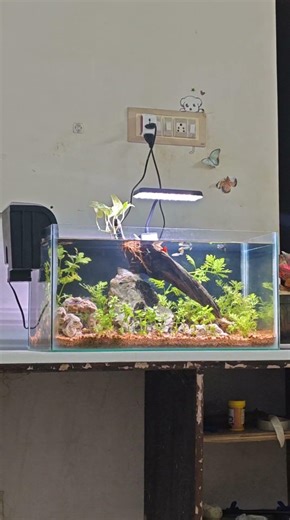 a hobby can heal pain #fishkeeping #hobby#sad#shorts#fish #plantedtank #plants #aquascape #trending