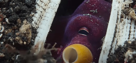 Octopus turns body into a GUN & shoots fish with stones in 'first' ever footage