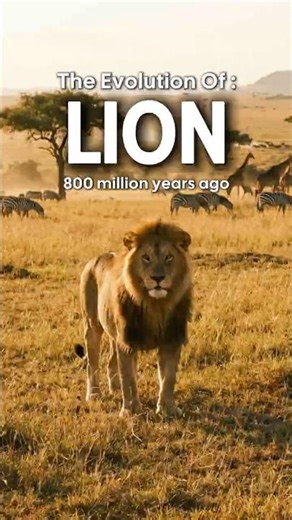 🐆➡️🐱 The Evolution Of Early Cats 😏 | From Proailurus to Modern Meow | 60s Evolution