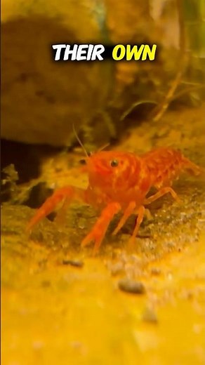 The Mini Lobster That Needs NO Filter!