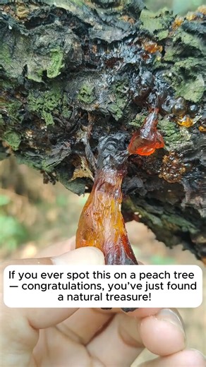 278K views · 2.2K reactions | Peach gum harvesting and processing #treesofinstagram #treestreestrees #treestagram #gardeningtips | Garden For Life | Facebook