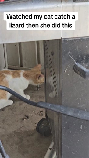 Cat Catching a Lizard Reaction | Wild Cat vs Lizard