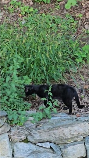 Feral Cat