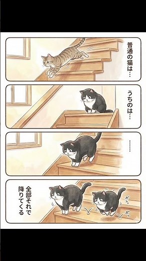 毎日がコメディで、時々ドラマ。🐾うちの猫たちを見てると笑いと癒やしの境界線がわからない#猫漫画 #猫のいる暮らし #日常漫画 #猫あるある #癒やし #感動 #クスッと笑える #猫好きさんと繋がりたい