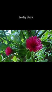 #goodmorning . It's cold outside, but blooming inside. | Earth Eagle Forge LLC