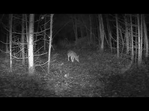 Lone Wolf Searching for Food at Night | Northern Trails Wildlife