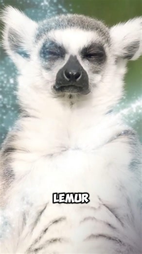Lemur Punya Cara Unik Melindungi Diri!