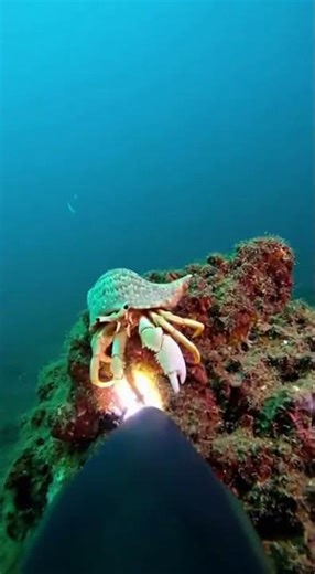 Inside the Strike: Tuna Hunting POV! 🏹