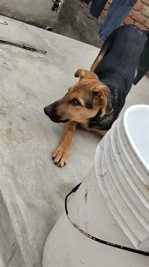 Dog playing mod #dog