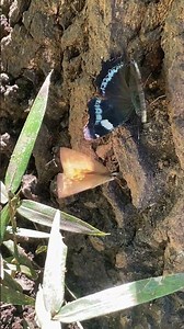 ルリタテハとサトキマダラヒカゲが樹液を吸いにきていました #insects #butterfly#ルリタテハ#サトキマダラヒカゲ