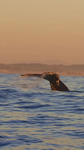 Catching a golden moment with these gentle giants. Magical encounters at sea with unusual perfect ocean conditions for late afternoon and a mesmerizing sunset. 🐋 Book your trip now by clicking link in bio! 📸 @Mary Barbon #whalewatching #whale #tail #humpbackwhale #breach #jump #fly #low #news #media #lunges #wildlife #montereycalifornia #coast #cali #sun #fun