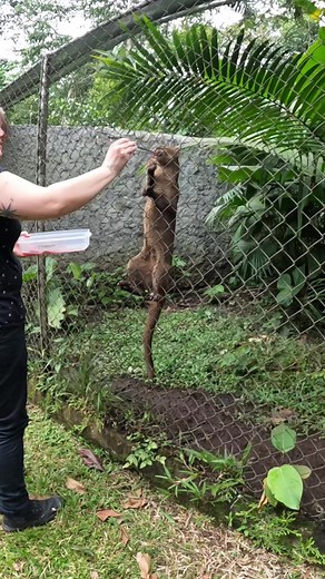 Coga the Jaguarundi's Determination for Food | Animal Sanctuary Adventure
