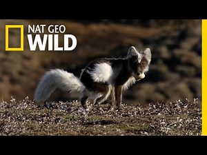 There's a Fox in the Goose House | Little Killers