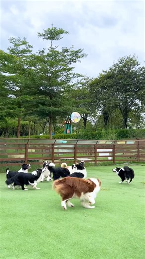 Border Collie ❤️ | Dogs playing ball 🎈 | Instagram