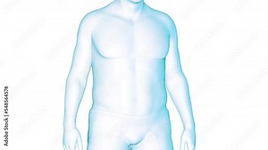 3d rendered medical animation of man's weight loss transformation