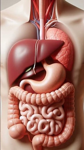 Watch Food Travel Through the Body | 3D Digestive System Animation | 3D diagnostic video