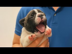 Try Not To Laugh with These Dramatic Puppies 🤣New FUNNY PUPPIES Video | Funny Pet's Life