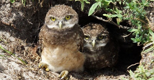 The Hunted Hunter: Which Predators Eat Owls?