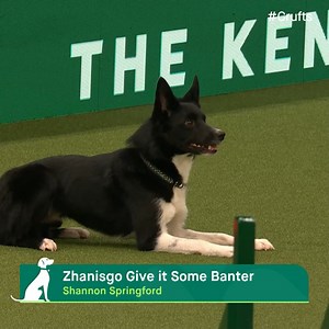 At only 2 years old we have our first agility run of 2023, and an impressive start at that! 🐶 We're underway here in Birmingham! 🥳 💚 #Crufts | Crufts