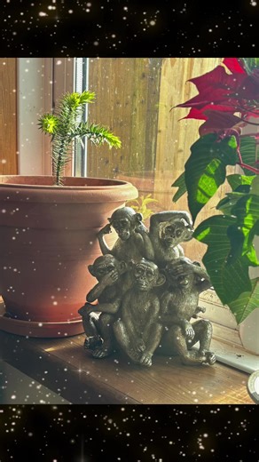 My Monkey puzzle tree.