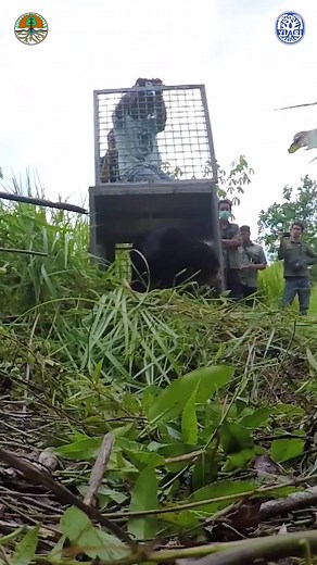 We know what you might be thinking... how does a sun bear missing a leg stand any chance of a happy ending?! Well read on for an astonishing story of how tragedy can turn to hope, and don't forget to leave a like! Let us introduce you to Nanjung, a sun bear who lost his leg after a tragic encounter with a hunter’s snare. Despite his ordeal, Nanjung's tale is one of enduring strength and resilience that we are thrilled to share on this #throwbackthursday! In November 2019, the BKSDA along with ou