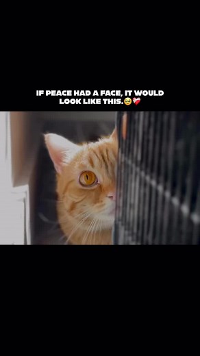 Adorable Cats Having Fun in Cute Video Compilation