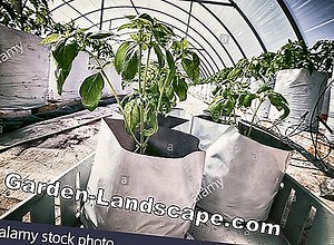 Cura del giardino: Irrigazione del solco: definizione - vantaggi e svantaggi | 2025