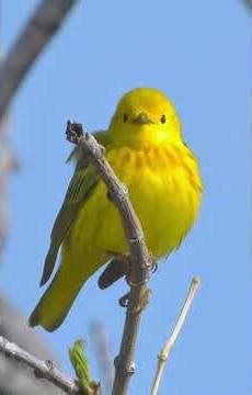 Kicauan burung American yellow warbler di alam liar ( Setophaga petechia )