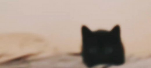 black cats lol #blackcat#black#cat#cool#strong#kittin #cute#foryoupage#fyp #makemefamouseontiktok hope you have a good day !