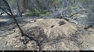 GIDDY UP!!! ENDANGERED MALLEEFOWL EGG NUMBER TWO FOR THE 2025 BREEDING SEASON 🥰 She actually lays the egg at around 15 seconds, after prepping the hole. To follow this year's action please see our YouTube link in the comments... if I share the link in the main post Facebook hides our videos! Feel free to jump in and subscribe to our channel, it's appreciated :) | Explore the Mallee