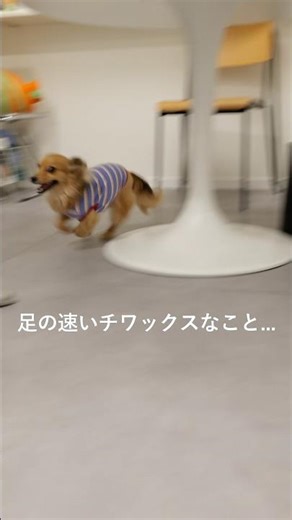 【大運動会】急にスイッチが入って荒ぶるチワックス #チワックス #犬のいる暮らし #癒し #ミックス犬 #犬走り
