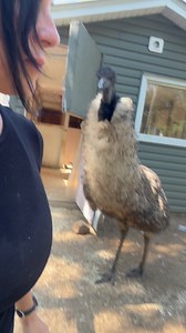 Useless Farm on Reels