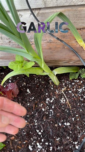 I’m growing elephant garlic this year!