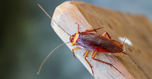 Cockroach Milk: Yes, This is a Real Thing -- But Why?