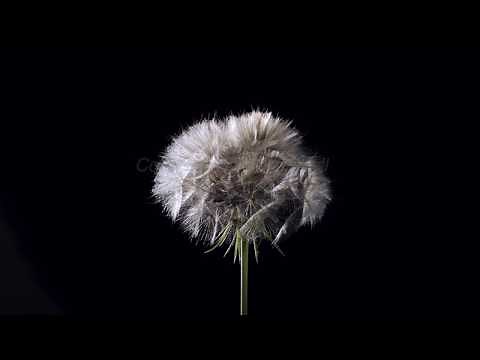 Goat's beard seed head opening and blowing away time lapse