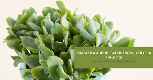 Crassula arborescens undulatifolia "Ripple Jade" | Succulents and Sunshine