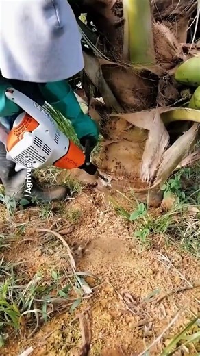 The Smart Design Behind High-Yield Coconut Farms