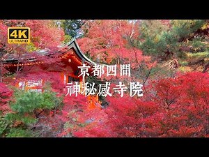 【Kyoto Solo Trip】Close Yet Serene! The Hidden Charms of Four Kyoto Temples