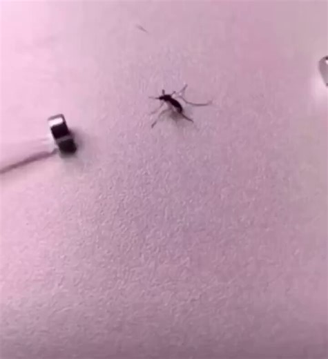 (*ÒωÓ)ネプチューンマンとビッグザ武道のクロスボンバーを思い出したのだ。(*ÒωÓ)マグネットパワー…なのだ