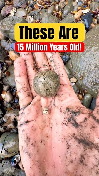 Digging for 15 Million Year Old Sea Animal Fossils! 😱 #animals #shorts #fossils
