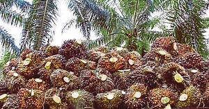 Increasing palm oil yield top agenda | New Straits Times