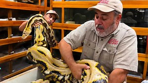 Saving Giant Python Eggs!